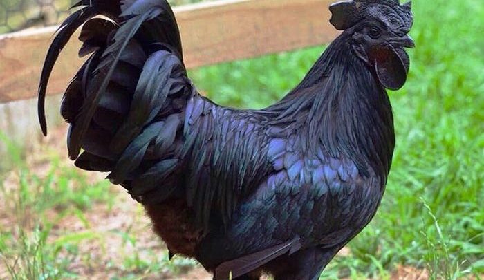 black cock in indonesia news at girdopesh.com