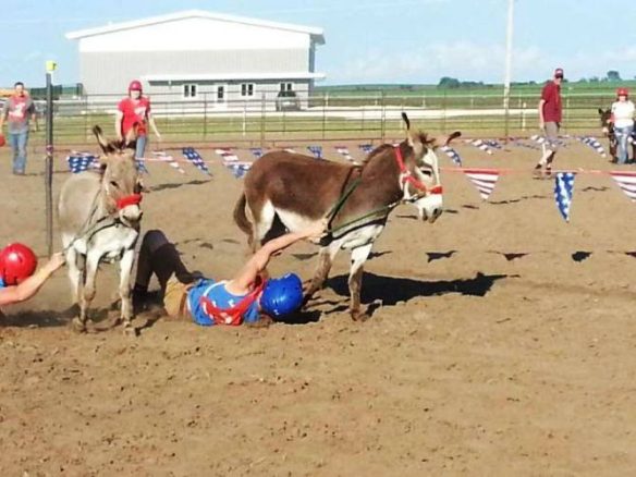 Donkey-Race-3