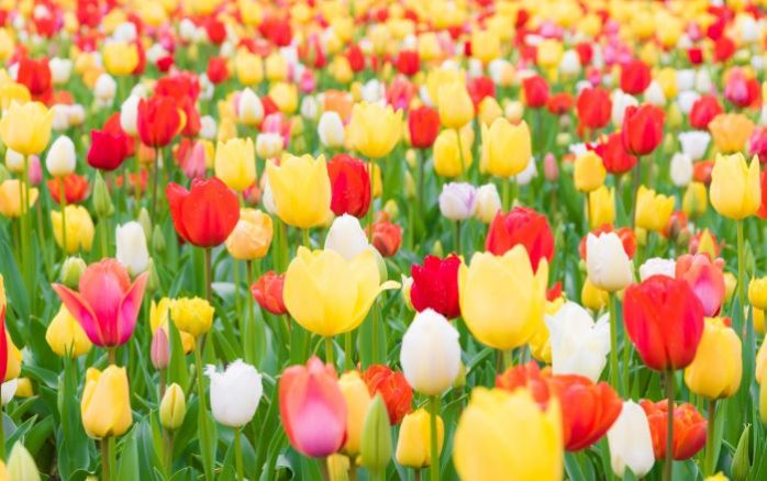 flowers tulips-blooming