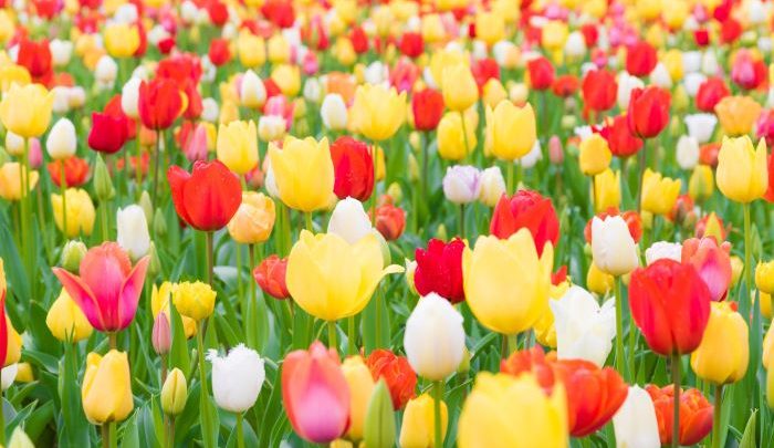 flowers tulips-blooming