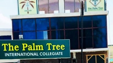 palm tree college