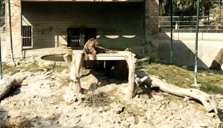 tiger in bahawalpur zoo