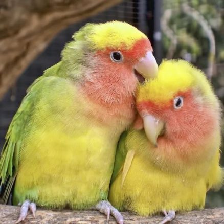 parrot